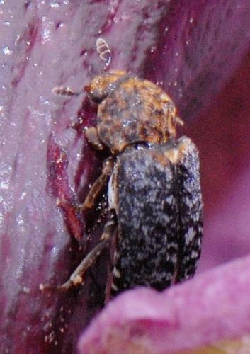 Réf. 191 154 : Dermestes sp.